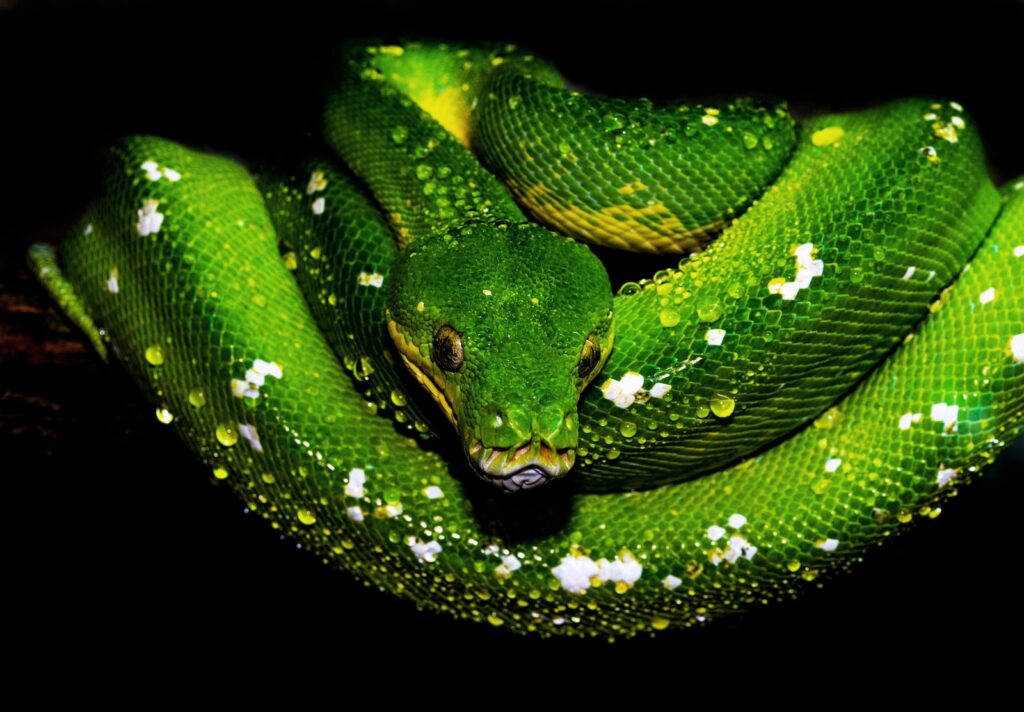A big green Python snake